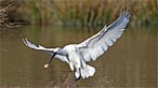 Spoonbill. Photo: Moses Davies