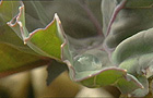 Sea kale