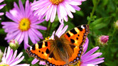 Flower and butterfly... Flower and butterfly...