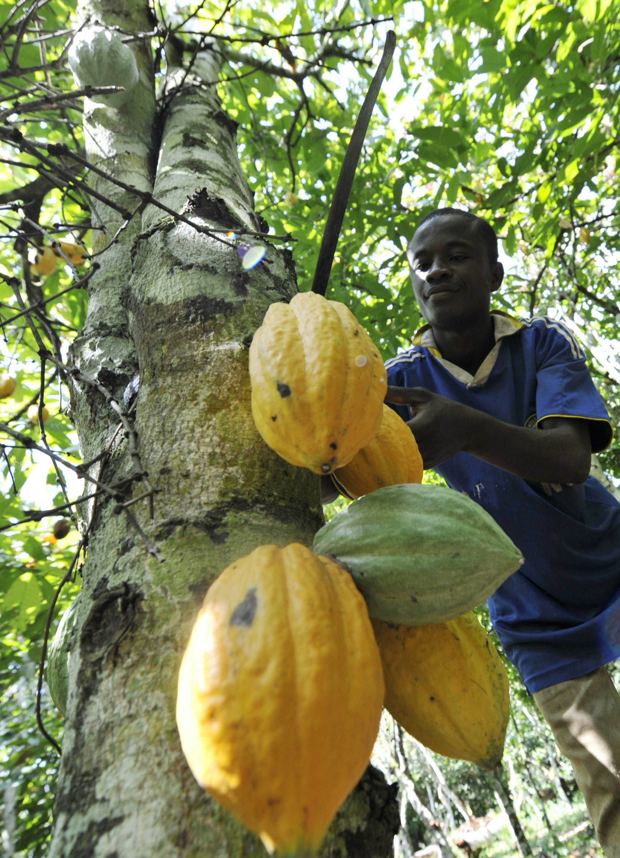 A file photo taken on October 25, 2010 shows a young employee harvesting beans from a cocoa tree in Amichiakro, a cocoa plantation in Divo.