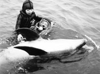 Beaky the dolphin by Ken Dunstan