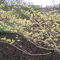 Hamamelis x intermedia 'Pallida'