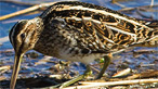 Wading birds