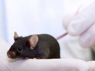 Mouse held in the hand of a lab technician (Image credit Andrei Tchernov/iStockphoto) Mouse held in the hand of a lab technician (Image credit Andrei Tchernov/iStockphoto)