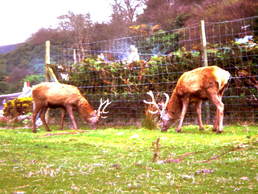 Deer1