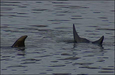 Dorsal and tail