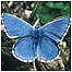 Grassland Index (Image: Adonis Blue c/o Peter Wakeley/Natural England)