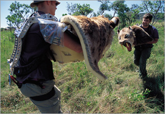 Model smilodon heads