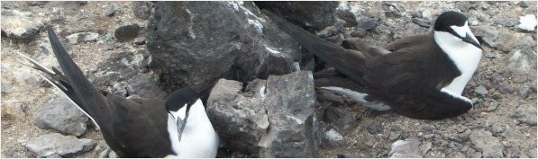 Sooty terns on Ascension Island