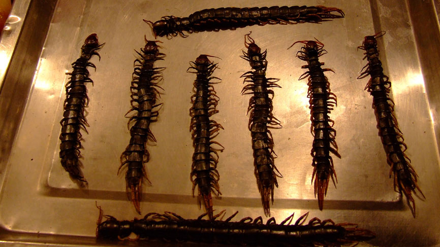 Centipedes.