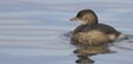Little Grebe, copyright owned by RSPB.