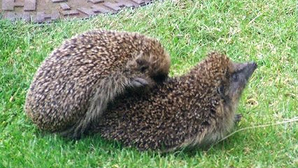 Judith McKenzie from Gretna saw a couple of busy hedgehogs in her garden early one morning.