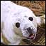 Seal pup c/o William Shiel 