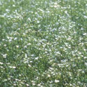 Gypsophila, Baby&rsquo;s breath
