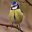 Woodlands (Image: Blue Tit)