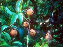 Pé de castanha-do-pará