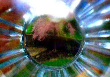 Trees can go through the green glass door