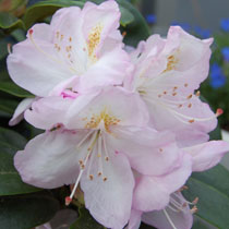 Rhododendron 'Gomer Waterer'