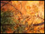 Gallery page - Burdock and fire