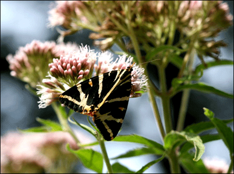 Jersey tiger-moth
