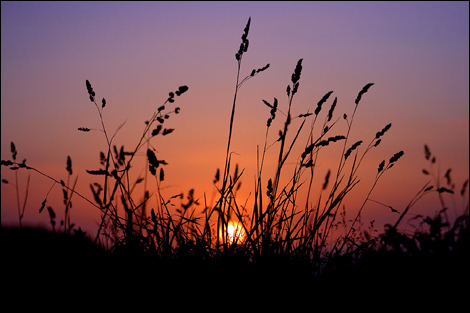 Grass silhouette and sunset. Photo: Tony Wright