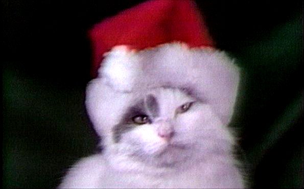 Cat in Santa hat