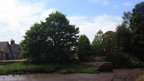 Colour view of a mud-filled inlet, with steps leading down to it. There is a row of cottages and some large trees behind.