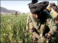 کشت خشخاش از زمان سقوط حکومت طالبان رشد سريعی پيدا کرده است