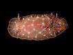 Foto: Cory Pittman, NOAA, PIFSC, NHIMN