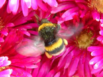 A busy bee on St Martins by Jim Plater