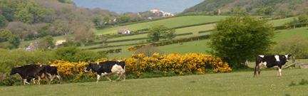 Cows in a field