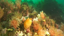 Anemones on the Arctic sea floor