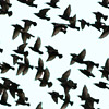 Starlings
