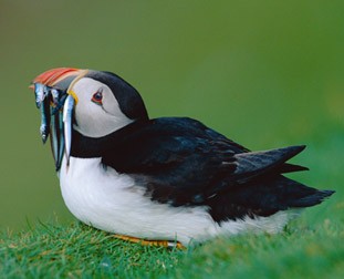 Puffin from the Nature Picture Library
