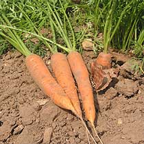Carrot