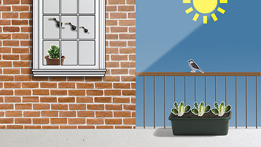 Salad leaves growing on a balcony, basil seen indoors on a windowsill