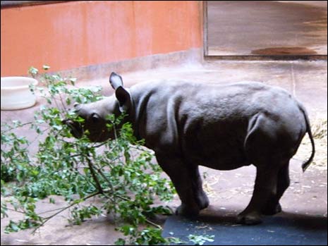 Zuri investigates a leafy branch