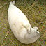 Seal pup