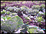 Cabbages grown by the BTVC volunteers