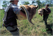 Model smilodon heads