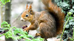 Red squirrel. Image: Alan Burfitt