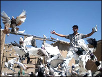 کفتربازی