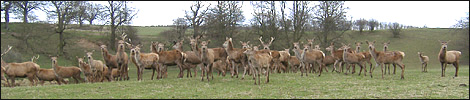 Group of deer at Fountains Abbey