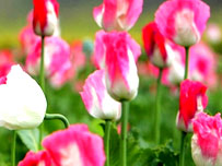 کوکنار
