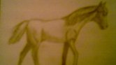A horse