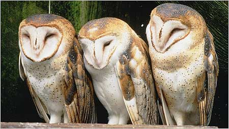 Barn Owls c/o BBC Science Photo Library