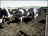 Vacas na Argentina