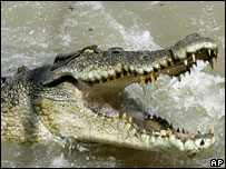 Crocodilo