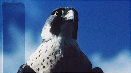 Peregrine Falcon