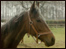 A horse